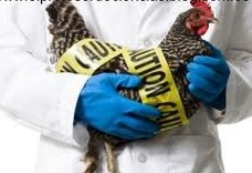 La FDA finalmente admite que la carne de pollo causa cáncer Pollo